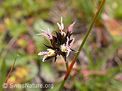 Photo: Jacquins Binse, Blüte