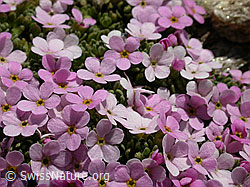 Foto: Alpen-Mannsschild, Blüten