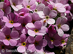Foto: Blüten des Alpen-Mannsschild