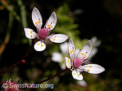 Foto: Sternblütiger Steinbrech, Blüten
