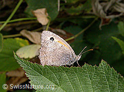 Kleines Ochsenauge (Hyponephele lycaon) (-, F005885)
