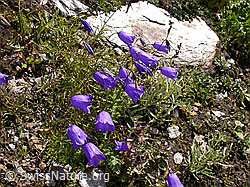 Foto: Scheuchzers Glockenblume (Campanola scheuchzeri)