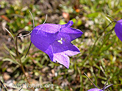 Foto: Scheuchzers Glockenblume (Campanula scheuchzeri)