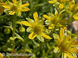 Foto: Bewimperter Steinbrech, Blüten