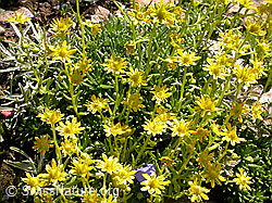 Foto: Bewimperter Steinbrech