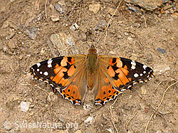 Photo: Distelfalter (Cynthia cardui)