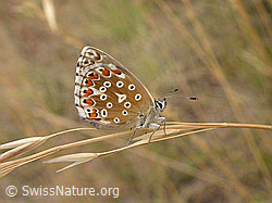 Himmelblauer Bläuling (Polyommatus bellargus) (F006119)