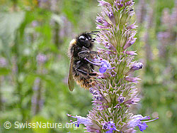 F006121: Wiesenhummel