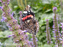 Photo: Admiral