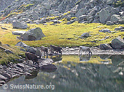 F006390: Rinder an Bergsee