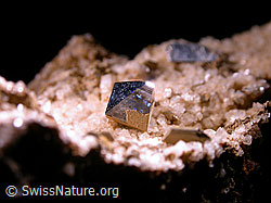 F006609: Anatas. Länge: 5mm