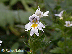 Foto: Gebräuchlicher Augentrost, Blüte
