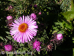 Foto: Neuenglische Aster