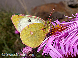 Goldene Acht (Colias hyale)