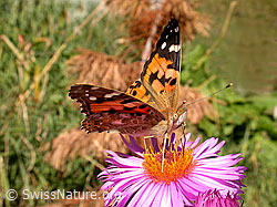 Photo: Distelfalter (Cynthia cardui)