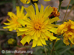 F007523: Doldiges Habichtskraut, Blüte