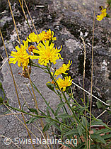 F007525: Doldiges Habichtskraut