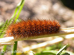 Photo: Raupe des Wegerichbärs (Arctia plantaginis)