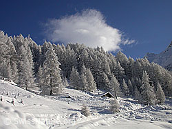 F008849: Tief verschneiter Lärchenwald mit Alphütte