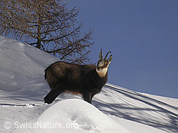 Foto: Gämse in winterlicher Umgebung