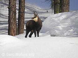 Foto: Gämse in winterlicher Umgebung