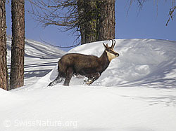 Foto: Gämse in winterlicher Umgebung