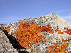 F009539: Türstenhäuptli: Rote Flechten an Fels