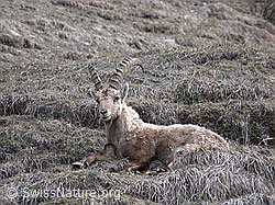 Photo: Steinbock, liegend