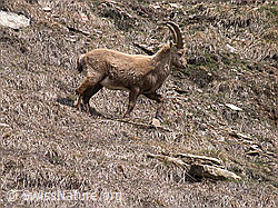 Photo: Steinbock, stehend