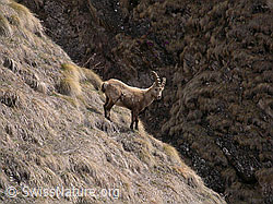 Photo: Steinbock im Gelände
