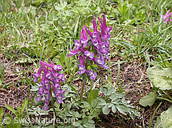 Foto: Festknolliger Lerchensporn (Corydalis solida)