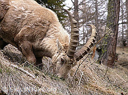 Photo: Steinbock, Gras fressend
