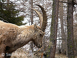 Photo: Porträt Steinbock