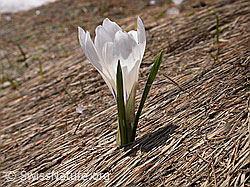 Photo: Einzelnes Frühlings-Krokus