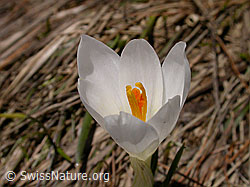 Photo: Blütenkelch eines Frühlings-Krokus