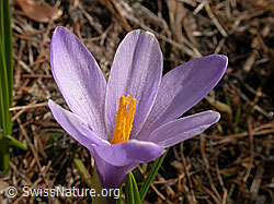 Photo: Frühlings-Krokus, Blüte
