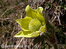 Photo: Schwefelanemonen, Blüte