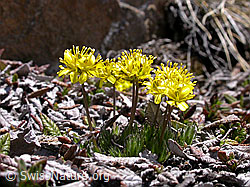 Foto: Immergrünes Felsenblümchen, Blüten