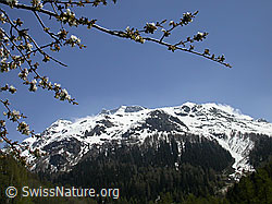 Foto: Blühender Zweig eines Kirchbaums und Schinhorn mit Schnee