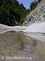 Photo: Pfütze in Gletscherschliff