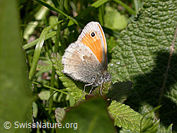Photo: Kleines Wiesenvögelchen