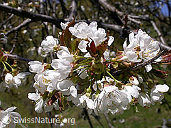 Foto: Blüte des Kirschbaums (Süsskirsche)