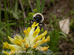 Bombus mesomelas on Anthyllis vulneraria (F010611) Bombus mesomelas on Anthyllis vulneraria (F010611)
