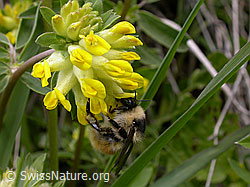 Berghummel (Bombus mesomelas) an Echtem Wundklee (Anthyllis vulneraria) (-, F010613)