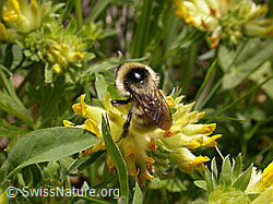 Bombus mesomelas on Anthyllis vulneraria (F010617) Bombus mesomelas on Anthyllis vulneraria (F010617)