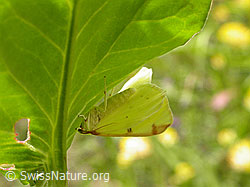 Photo: Opisthograptis luteolata