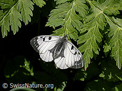 Foto: Schwarzer Apollo (Parnassius mnemosyne)