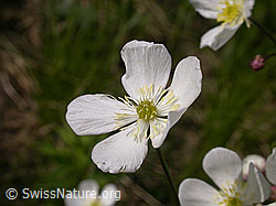 F011340: Platanenblättriger Hahnenfuss, Blüte