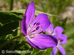 Foto: Wald-Storchschnabel, Blüte