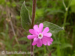 Photo: Silene dioica